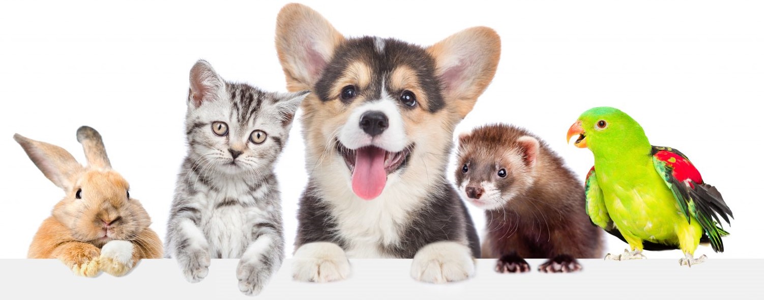 animal wallpaper
